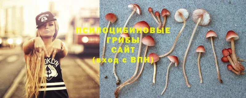 Псилоцибиновые грибы Cubensis  Тайга 